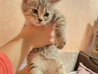 Мраморный котик в добрые руки объявление продам