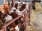 Телята бычки 1 мес. (Видео 26.12) объявление продам
