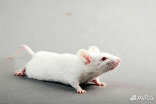 Кормовые мыши, крысы, цыплята, перепела