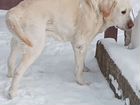 Собака лабрадор найдена в Подклетном, хозяин, отзо объявление продам