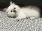 Невский маскарадный котенок объявление продам