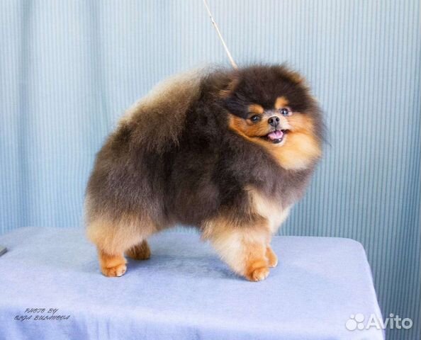 Черно-подпалый (голубогенный)