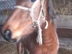Лошадь,кобылка,3 года,запрещается объявление продам