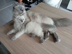 Невский Маскарадный котенок 3,5 месяца