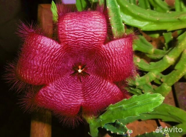 Стапелия, суккулент, комнатные растения