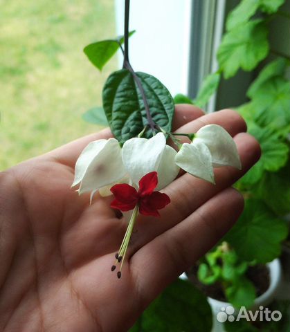 Клеродендрум