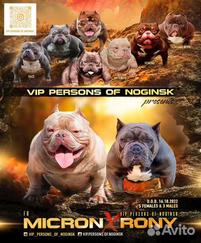 Американские булли экзоты