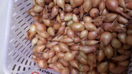 Лук севок Стурон