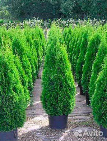 Туя смарагд 80-100см