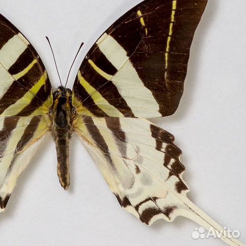 Живые тропические Бабочки Сильвия Тигровая