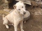Собака алабай продаю за 40000 тысяч, 8 месяца объявление продам