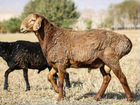 Овцы гиссарской и эдильбаевской породы объявление продам
