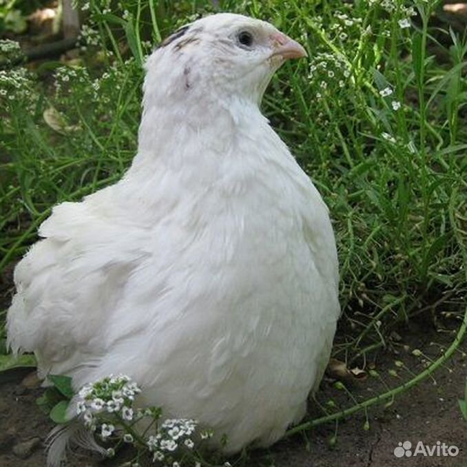 Перепел белый техасец. Техасский альбинос перепел. Техасский белый бройлер перепёлка. Перепелки породы техасцы. Перепелята техасский бройлер.