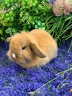 Кролики и домики