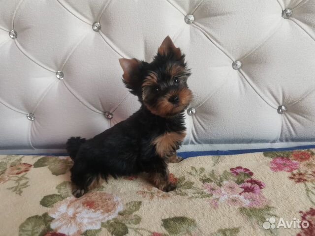 Замечательные йорики