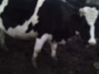Коровы дойные и тёлки объявление продам