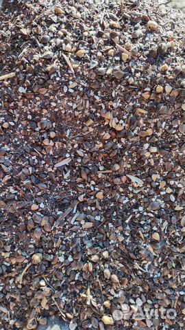 Зерноотход гречки