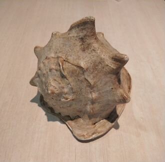 Раковина Кассис корнута (Cassis cornuta)