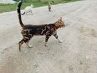 Бенгальский кот