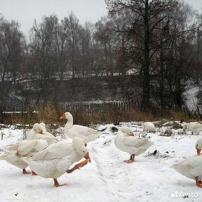 Фото гусей домашних в деревне Купить недорого птиц 