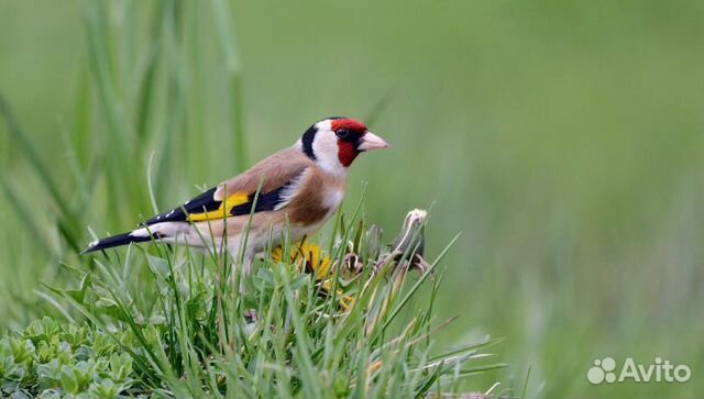 Лесные певчие птицы