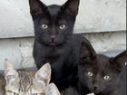 Котенок метис сибиряка черный объявление продам