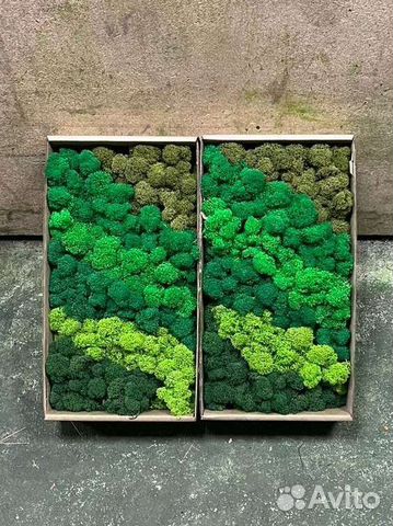 Стабилизированный мох опт розница