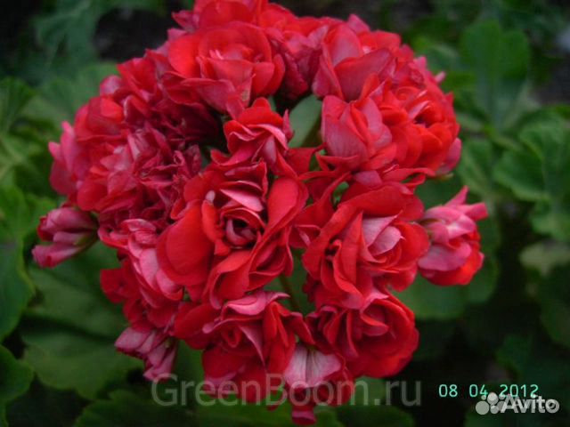 Пеларгония scarlet rambler фото