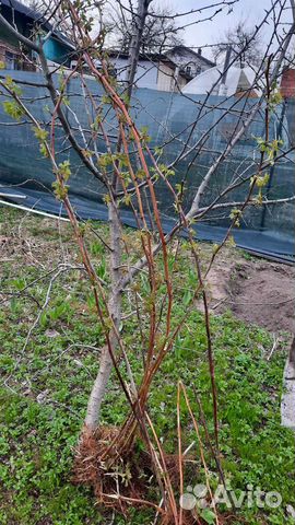 Саженцы малины вишни ежевика