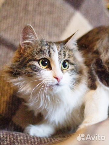 Малышка Лиза ищет дом