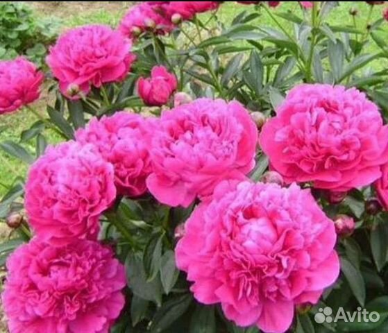 Тюльпаны, лилии, ромашки, пионы, букет в подарок