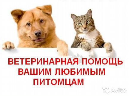 Ветеринар на дом. Кастрация и Стерилизация