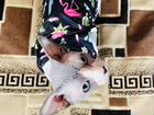Канадский сфинкс очаровательный котенок объявление продам