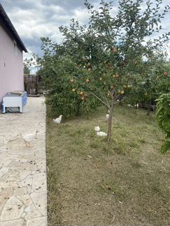 Мясо, гуся, утки, бройлера домашнего