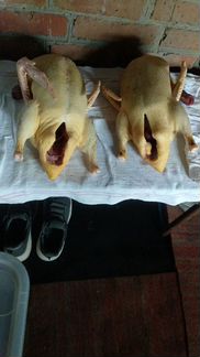Мясо мулардов (утка) и гуся для Новогоднего стола