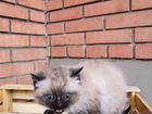 Невские маскарадные кошки бесплатно