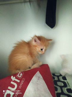 Кошка