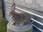 Кролик-фландр