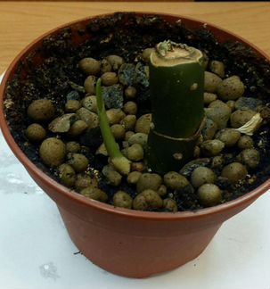 Диффенбахия