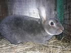 Кролики Рекс объявление продам