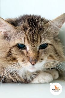 Кот Кристофер: с правом на надежду