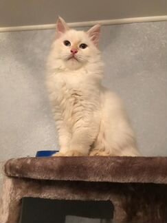 Редкоокрасные сибирские котята