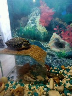 Черепаха красноухая в дар, аквариум