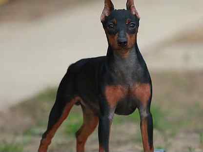 Perro raza pinscher