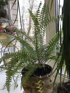 Папоротник