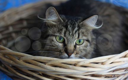 Чудесная сибирская красавица Пуша, кошка