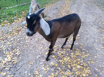 Зааненская коза, козлик на племя - фотография № 2
