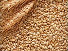 Зерно пшеница