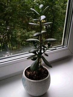 Crassula (денежное дерево)