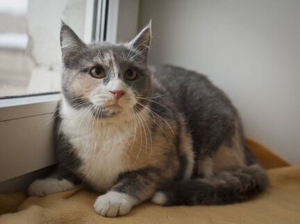 Кошка Памелла в добрые руки